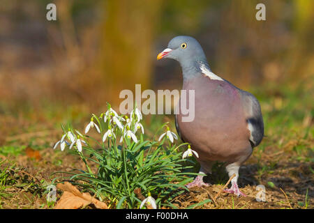 Pigeon ramier (Columba palumbus), en mars avec l'Allemagne, les perce-neige, Rhénanie du Nord-Westphalie Banque D'Images