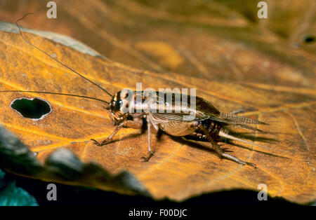 Chambre cricket, cricket, intérieur gris intérieur cricket (Acheta domesticus, acheta domestica, Gryllulus domesticus), sur une feuille marron, Allemagne Banque D'Images