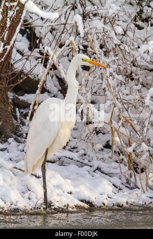 Grande Aigrette Grande Aigrette (Egretta alba, Casmerodius albus, Ardea alba), sur l'alimentation de la rive enneigée, la Suisse, le lac de Constance Banque D'Images