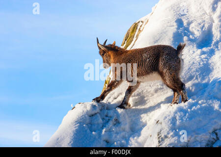 Bouquetin des Alpes (Capra ibex, Capra ibex ibex ibex), de jeunes sur une pente enneigée, Suisse, Valais Banque D'Images