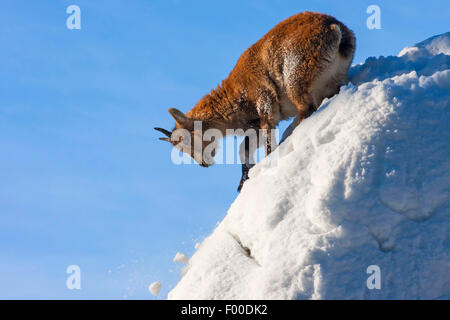 Bouquetin des Alpes (Capra ibex, Capra ibex ibex ibex), de jeunes sur une pente enneigée, Suisse, Valais Banque D'Images