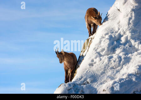 Bouquetin des Alpes (Capra ibex, Capra ibex ibex), deux jeunes bouquetins sur une pente enneigée, Suisse, Valais Banque D'Images