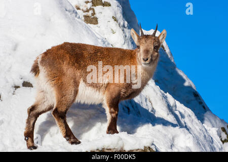 Bouquetin des Alpes (Capra ibex, Capra ibex ibex ibex), de jeunes sur une pente enneigée, Suisse, Valais Banque D'Images