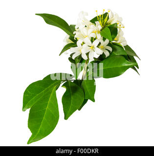 "Satinwood Andaman' ou 'Murraya Paniculata', isolé sur fond blanc et clipping path Banque D'Images