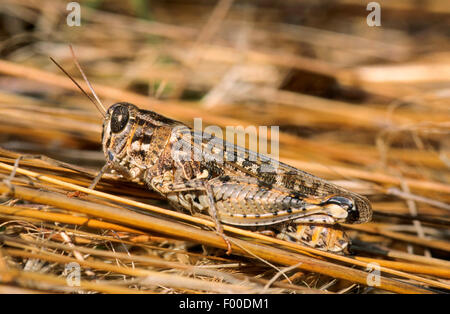 Criquet italien (Calliptamus italicus, Calliptenus cerisanus), femme, Italie Banque D'Images