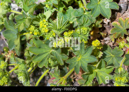 Lady's-mantle (Alchemilla xanthochlora, Alchemilla vulgaris agg.), la floraison, Allemagne Banque D'Images