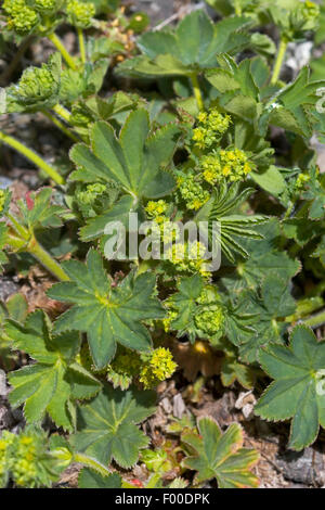 Lady's-mantle (Alchemilla xanthochlora, Alchemilla vulgaris agg.), la floraison, Allemagne Banque D'Images