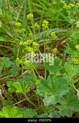 Lady's-mantle (Alchemilla xanthochlora, Alchemilla vulgaris agg.), la floraison, Allemagne Banque D'Images