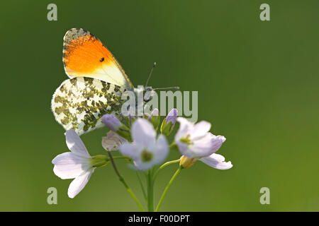 Orange-tip (Anthocharis cardamines), sucer le nectar sur un coucou fleur , Belgique Banque D'Images