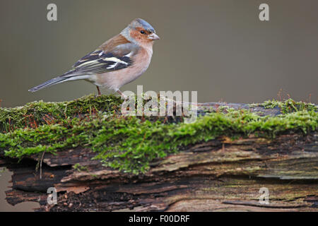 Chaffinch (Fringilla coelebs), homme sur un tronc d'arbre moussu, pourris, Belgique Banque D'Images