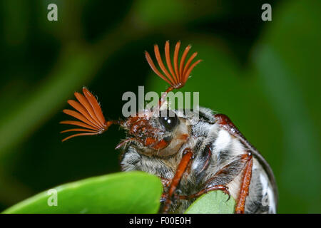 Catégorie : commune, Maybug, Maybeetle (Melolontha melolontha), une feuille de chêne d'alimentation mâle, Allemagne Banque D'Images