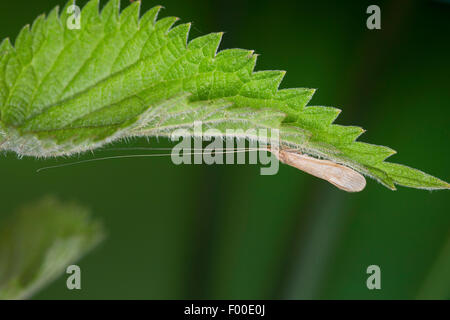 Long Horn Carex, longhorn, phrygane Phrygane Casemaker longicorne (Oecetis spec), sur la face inférieure d'une feuille Banque D'Images