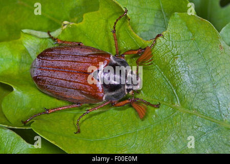 Catégorie : commune, Maybug, Maybeetle (Melolontha melolontha), sur une feuille de chêne, Allemagne Banque D'Images