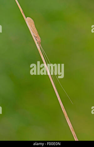 Long Horn Carex, longhorn, phrygane Phrygane Casemaker longicorne (Oecetis spec), à une lame de gras Banque D'Images