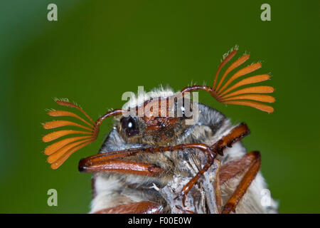 Catégorie : commune, Maybug, Maybeetle (Melolontha melolontha), homme, Allemagne Banque D'Images