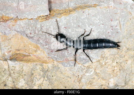 Staphylin, Devil's coach-horse ponderosa, Cocktail beetle (Ocypus spec.), sur une pierre, France Banque D'Images