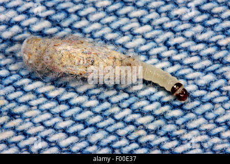 Roulement de cas Cas des teignes, tapis de roulement, cas des vêtements d'amphibien (Tinea pellionella, Tinea pellionella, pelliomella Phalaena), Caterpillar dans son cocon, Allemagne Banque D'Images