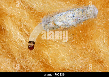 Roulement de cas Cas des teignes, tapis de roulement, cas des vêtements d'amphibien (Tinea pellionella, Tinea pellionella, pelliomella Phalaena), Caterpillar dans son cocon, Allemagne Banque D'Images