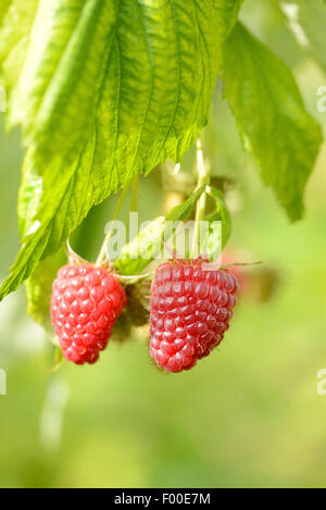 Rouge européenne framboisier (Rubus idaeus), framboises mûres, sur une branche, Allemagne Banque D'Images