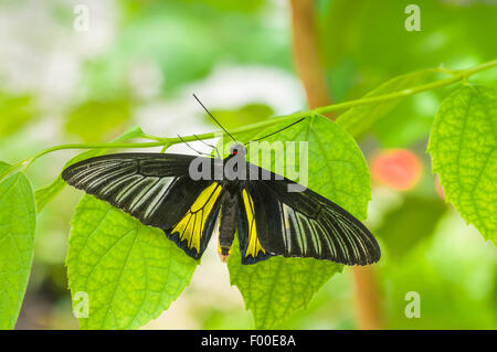 Belle Politique de la CITES (Troides helena) papillon dans l'habitat naturel. Banque D'Images