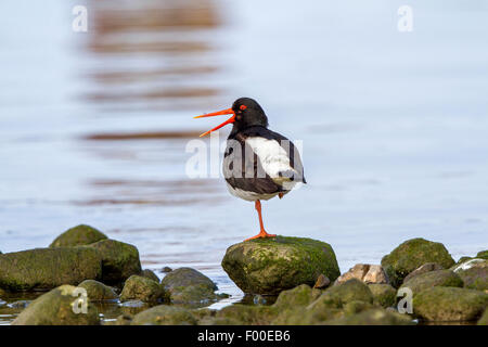 Palaearctic huîtrier pie (Haematopus ostralegus), bâillements, Allemagne, Mecklembourg-Poméranie-Occidentale Banque D'Images