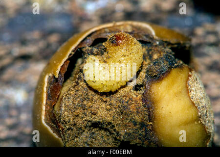 Charançon de la prune (Acorn glandium, la prune, tesellatus Balaninus glandium), larves de charançons dans un gland un gland, l'Allemagne, Mecklembourg-Poméranie-Occidentale Banque D'Images
