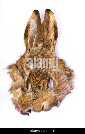 Lièvre européen, lièvre Brun (Lepus europaeus), masque lièvre Banque D'Images