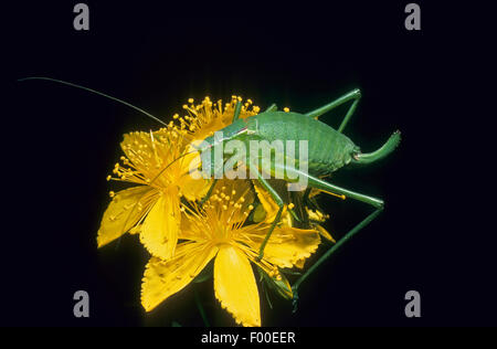 Gros Omble de Bush-cricket, Grand (Isophya pyrenaea Bushcricket mouchetée, Isophya pyrenea), sur une fleur femelle, Allemagne Banque D'Images