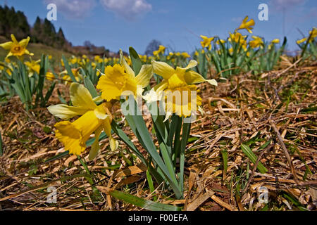 La jonquille (Narcissus pseudonarcissus communs), dans un pré en fleurs, Allemagne Banque D'Images