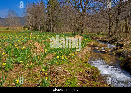 La jonquille (Narcissus pseudonarcissus communs), dans un pré en fleurs à un ruisseau, Allemagne Banque D'Images