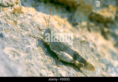 Red-winged grasshopper (Oedipoda germanica), femelle sur une pierre, Allemagne Banque D'Images