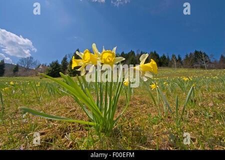 La jonquille (Narcissus pseudonarcissus communs), dans un pré en fleurs, Allemagne Banque D'Images