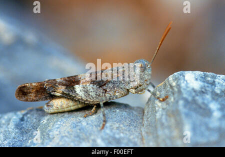 Red-winged grasshopper (Oedipoda germanica), homme sur une pierre, Allemagne Banque D'Images