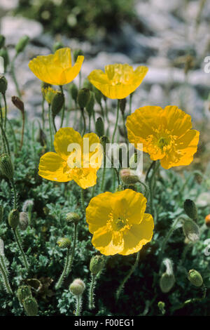 Pavot des Alpes, Alpes Rhétiques, pavot à opium, alpine jaune Alpine Rhétique pavot (Papaver rhaeticum, Papaver alpinum ssp. rhaeticum), blooming, Autriche Banque D'Images