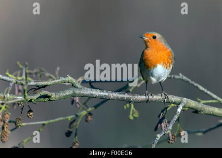 European robin (Erithacus rubecula aux abords), sur une branche d'aulne, Allemagne Banque D'Images