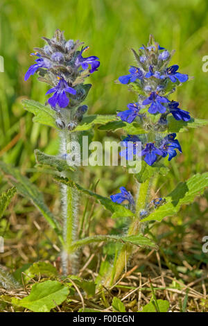 Bugleweed, Genève, bugle (Ajuga genevensis bugle rampante alpin), la floraison, Allemagne Banque D'Images