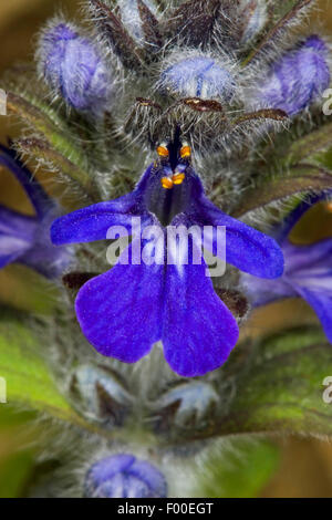 Bugleweed, Genève, bugle (Ajuga genevensis bugle rampante alpin), fleur, Allemagne Banque D'Images