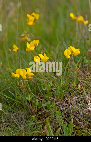 Politique Le lotier (Lotus corniculatus), dans un pré en fleurs, Allemagne Banque D'Images