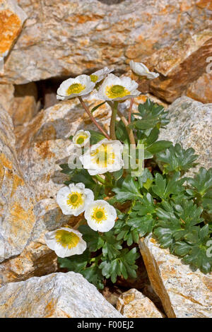 Glacier Crowfoot (Ranunculus glacialis), qui fleurit entre les roches, Autriche Banque D'Images