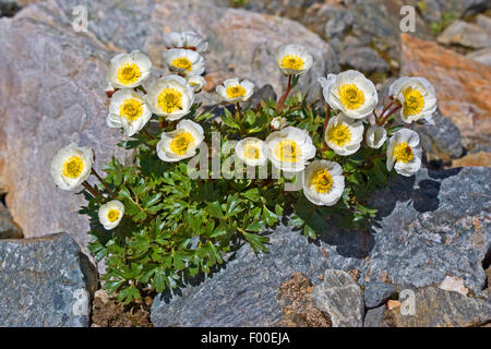 Glacier Crowfoot (Ranunculus glacialis), qui fleurit entre les roches, Autriche Banque D'Images