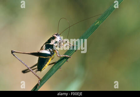 (Pholidoptera griseoaptera bushcricket sombre, Thamnotrizon cinereus), homme, Allemagne Banque D'Images
