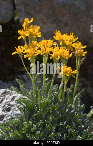 Séneçon Gris Gris, séneçon jacobée (Senecio incanus), blooming, Allemagne Banque D'Images