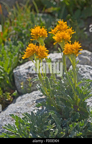 Séneçon Gris Gris, séneçon jacobée (Senecio incanus), blooming, Allemagne Banque D'Images