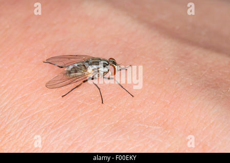 Vol stable, Dog fly, mordre mouche domestique (Stomoxys calcitrans), sur la peau humaine Banque D'Images