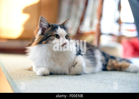 Chat domestique, le chat domestique (Felis silvestris catus), f. de couleur trois spotted cat allongé sur le tapis, Autriche Banque D'Images