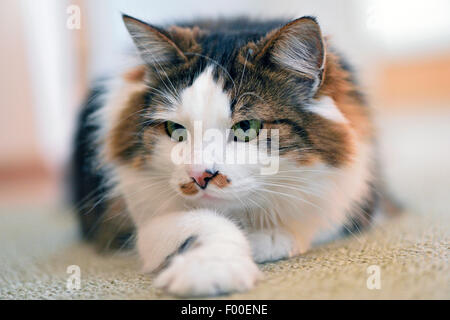 Chat domestique, le chat domestique (Felis silvestris catus), f. de couleur trois spotted cat allongé sur le tapis, Autriche Banque D'Images