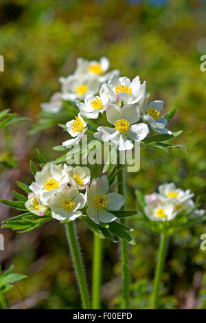 Narcissus anemone, Narcisse fleur anemone (Anemone narcissiflora, Anemonastrum narcissiflorum), blooming, Allemagne Banque D'Images