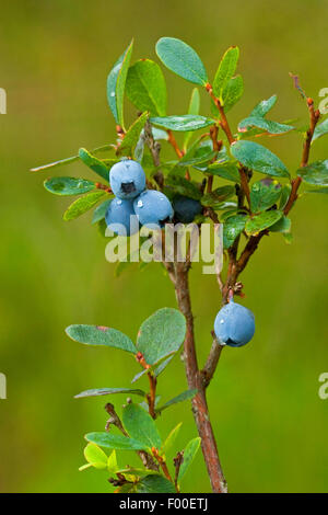 Bleuet alpin, bog bog blueberry, myrtille, l'airelle du nord, bog whortleberry (Vaccinium uliginosum), la fructification, Allemagne Banque D'Images