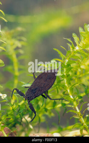 Scorpion d'eau (Nepa cinerea, la NEPA rubra), sur l'élodée, Allemagne Banque D'Images