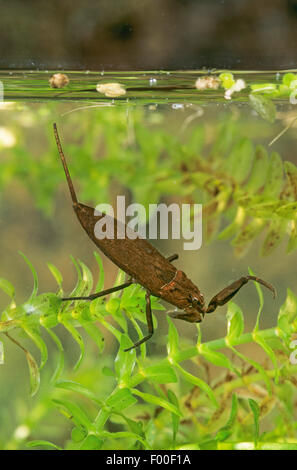 Scorpion d'eau (Nepa cinerea, la NEPA rubra), sur l'élodée, Allemagne Banque D'Images